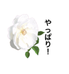 yasuおばさんの薔薇のささやき3（個別スタンプ：19）