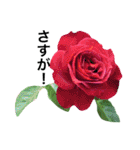 yasuおばさんの薔薇のささやき3（個別スタンプ：21）