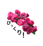 yasuおばさんの薔薇のささやき3（個別スタンプ：22）