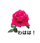 yasuおばさんの薔薇のささやき3（個別スタンプ：26）