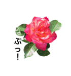 yasuおばさんの薔薇のささやき3（個別スタンプ：31）