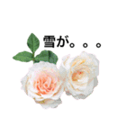 yasuおばさんの薔薇のささやき3（個別スタンプ：37）