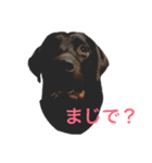 チョコラブの日常1（個別スタンプ：1）