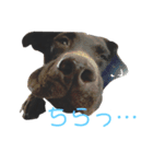 チョコラブの日常1（個別スタンプ：4）