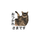 うちのハチ君（個別スタンプ：2）
