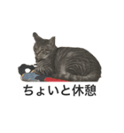うちのハチ君（個別スタンプ：5）