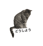 うちのハチ君（個別スタンプ：6）