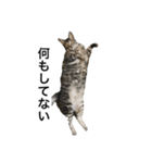 うちのハチ君（個別スタンプ：7）
