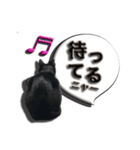 黒猫のクロダさん（個別スタンプ：1）