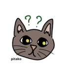 pitakoの毎日使えるスタンプ（個別スタンプ：1）
