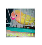 インコのサリー（個別スタンプ：2）