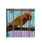インコのサリー（個別スタンプ：3）