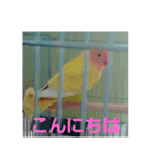 インコのサリー（個別スタンプ：4）