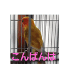 インコのサリー（個別スタンプ：5）