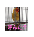 インコのサリー（個別スタンプ：6）