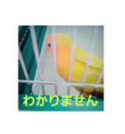 インコのサリー（個別スタンプ：7）