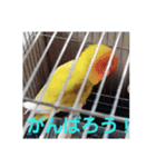 インコのサリー（個別スタンプ：8）