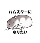チンチラのむいむい2（個別スタンプ：1）