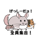 チンチラのむいむい2（個別スタンプ：40）