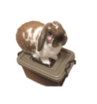 たれ耳うさぎのきなこ（個別スタンプ：2）
