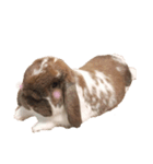 たれ耳うさぎのきなこ（個別スタンプ：5）