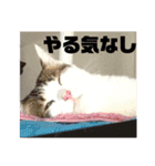 おちびーズ猫の年末年始（個別スタンプ：8）