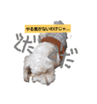 白シュナ冬の巻（個別スタンプ：5）