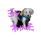 白シュナ冬の巻（個別スタンプ：6）