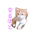 ドンノブボム（個別スタンプ：3）