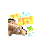 ドンノブボム（個別スタンプ：5）