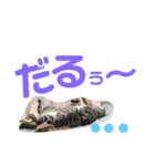 ドンノブボム（個別スタンプ：6）