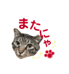 ドンノブボム（個別スタンプ：8）