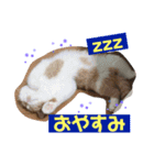 ドンノブボム（個別スタンプ：14）