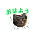 ドンノブボム（個別スタンプ：16）
