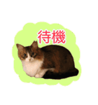 いえねこ m's 1（個別スタンプ：1）