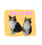 いえねこ m's 1（個別スタンプ：3）