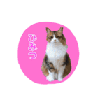 いえねこ m's 1（個別スタンプ：4）