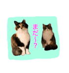 いえねこ m's 1（個別スタンプ：5）