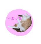 いえねこ m's 1（個別スタンプ：6）
