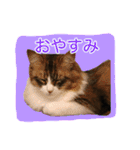 いえねこ m's 1（個別スタンプ：8）