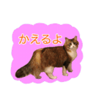 いえねこ m's 1（個別スタンプ：9）