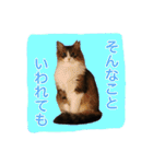 いえねこ m's 1（個別スタンプ：10）
