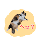 いえねこ m's 1（個別スタンプ：11）
