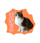 いえねこ m's 1（個別スタンプ：12）