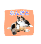 いえねこ m's 1（個別スタンプ：13）