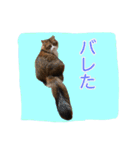 いえねこ m's 1（個別スタンプ：14）