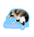 いえねこ m's 1（個別スタンプ：15）