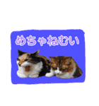 いえねこ m's 1（個別スタンプ：17）