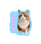 いえねこ m's 1（個別スタンプ：18）