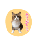 いえねこ m's 1（個別スタンプ：19）